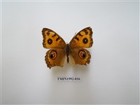 藏品(眼蛺蝶)的圖片